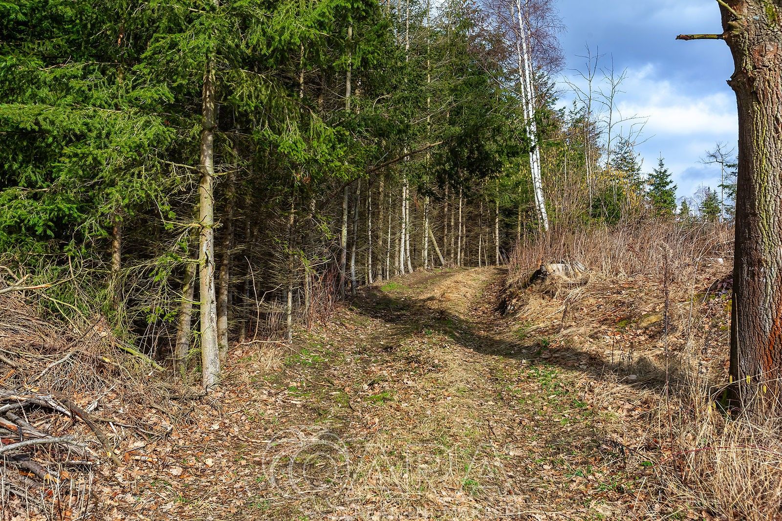 Lesy, Rozsochatec, 2 583 m²
