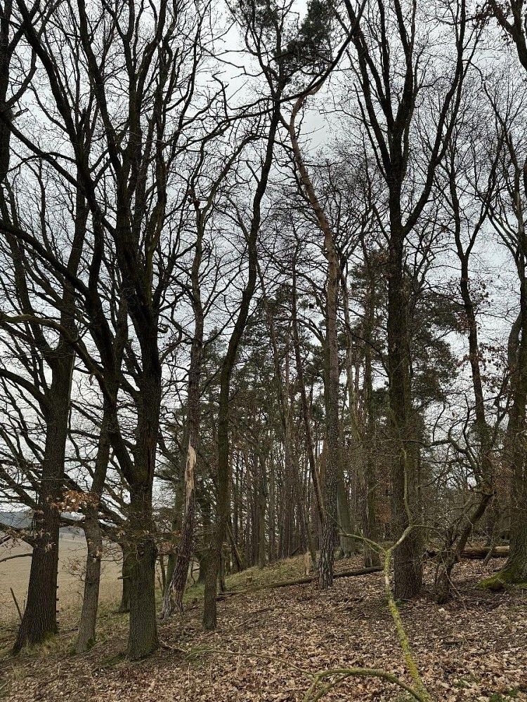 Prodej les - Nýřany, okres Plzeň-sever, Plzeňský kraj - 5