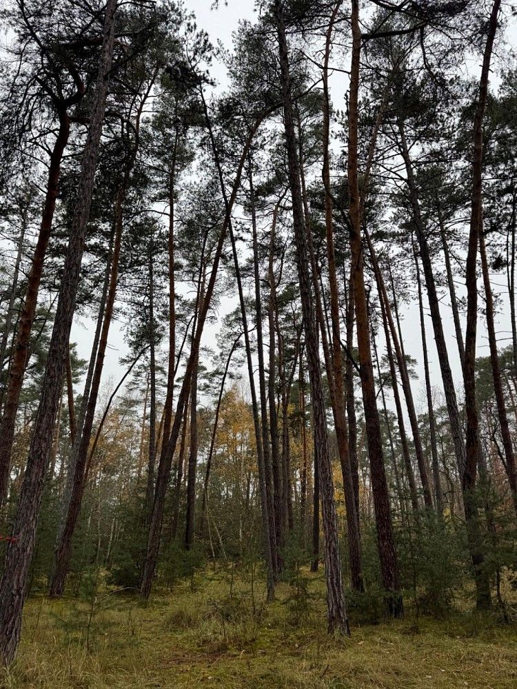 Prodej les - Třebestovice - Drnovice, okres Nymburk, Středočeský kraj - 5