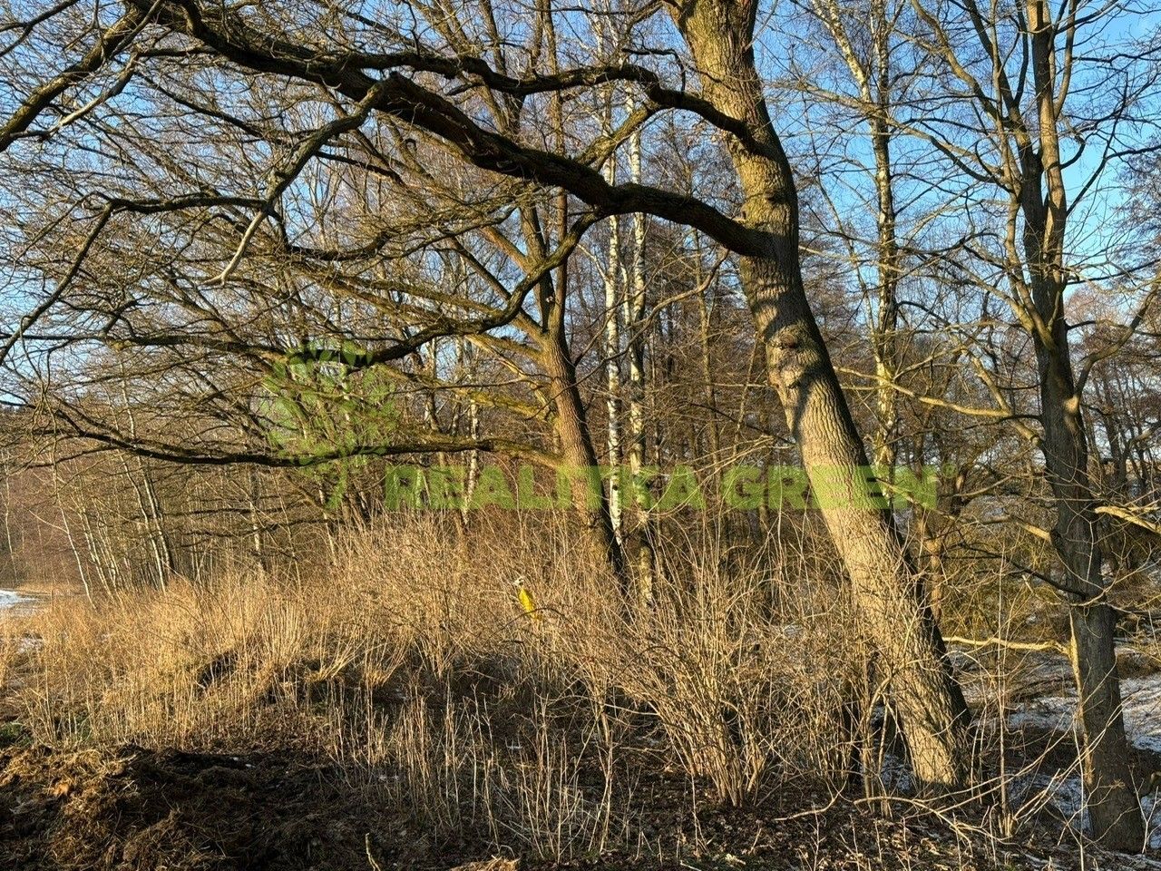 Prodej les - Horní Dlužiny, Světlá nad Sázavou, 48 055 m²