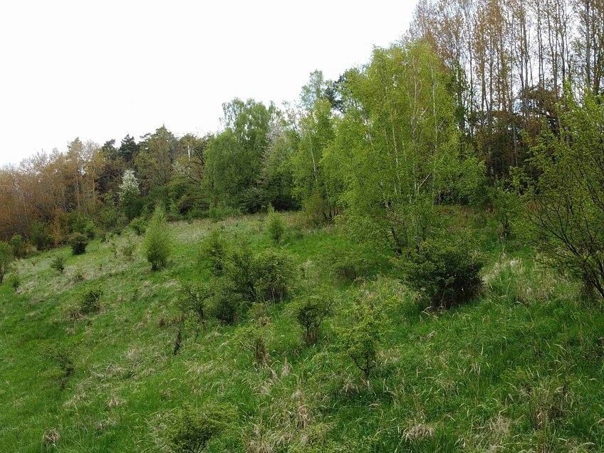 Prodej louka - Křenov - 5