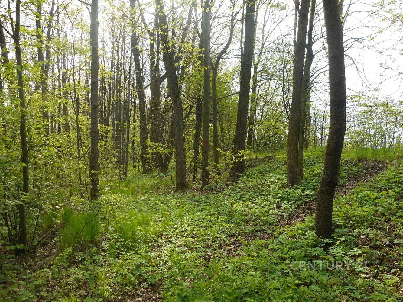 Lesy, Morávka, okres Frýdek-Místek, Moravskoslezský kraj - 1