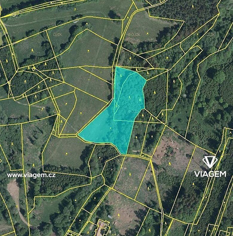 Les · Kaliště, okres Pelhřimov, Kraj Vysočina - 4