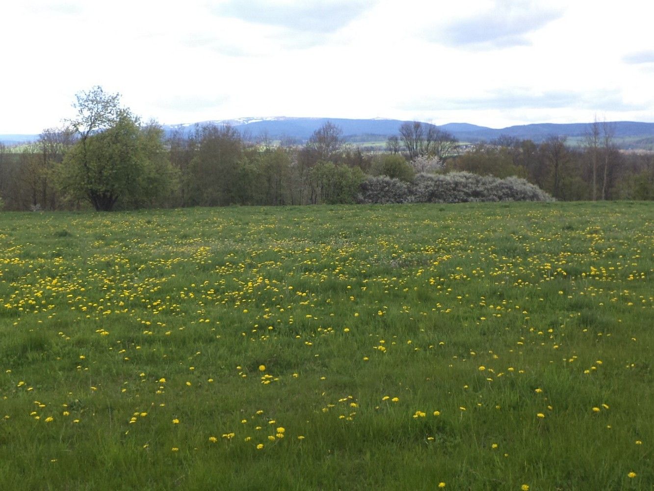 Louka · Světlá Hora, okres Bruntál, Moravskoslezský kraj - 4