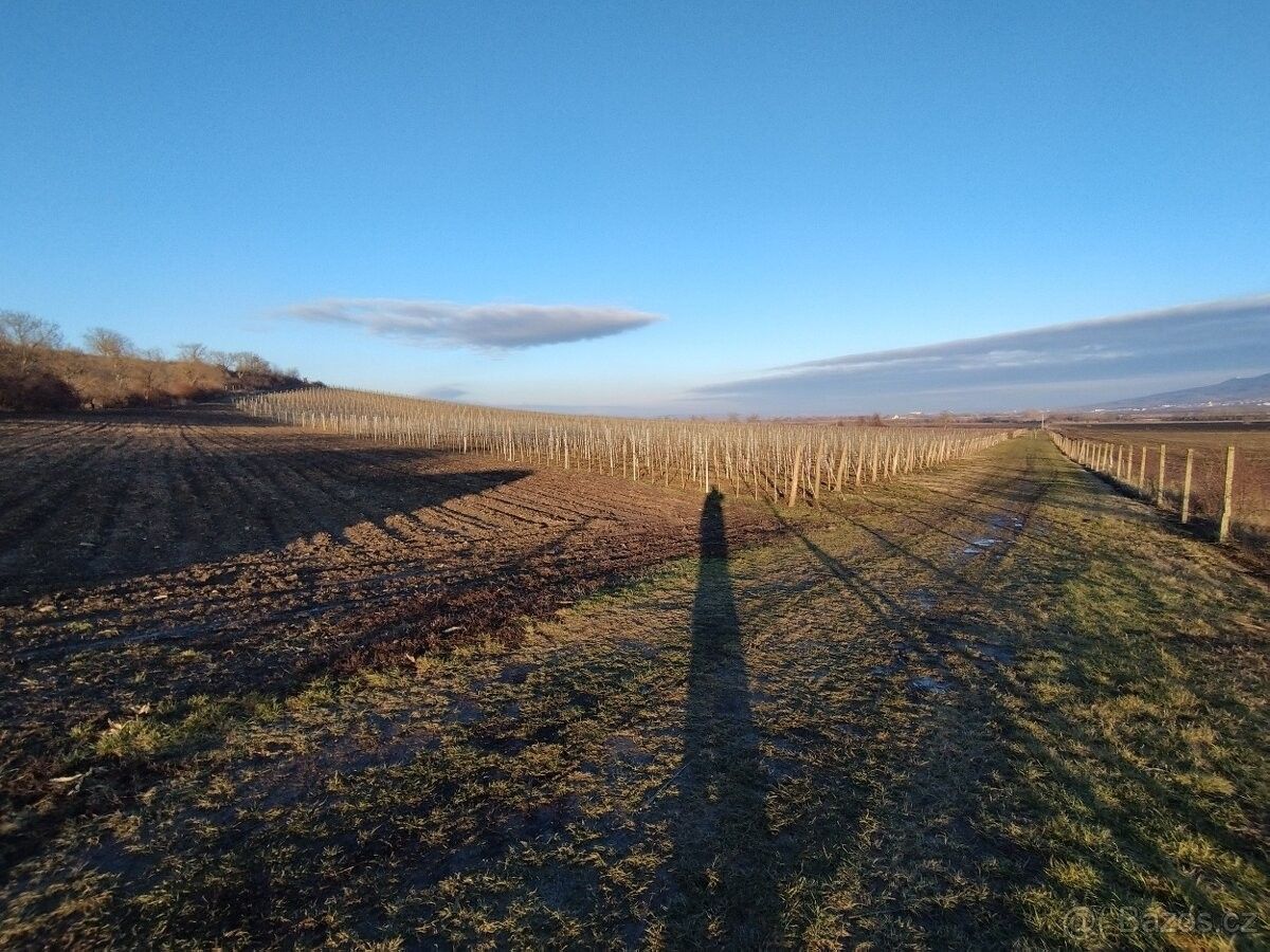 Pronájem pozemek pro bydlení - Dolní Dunajovice, 691 85