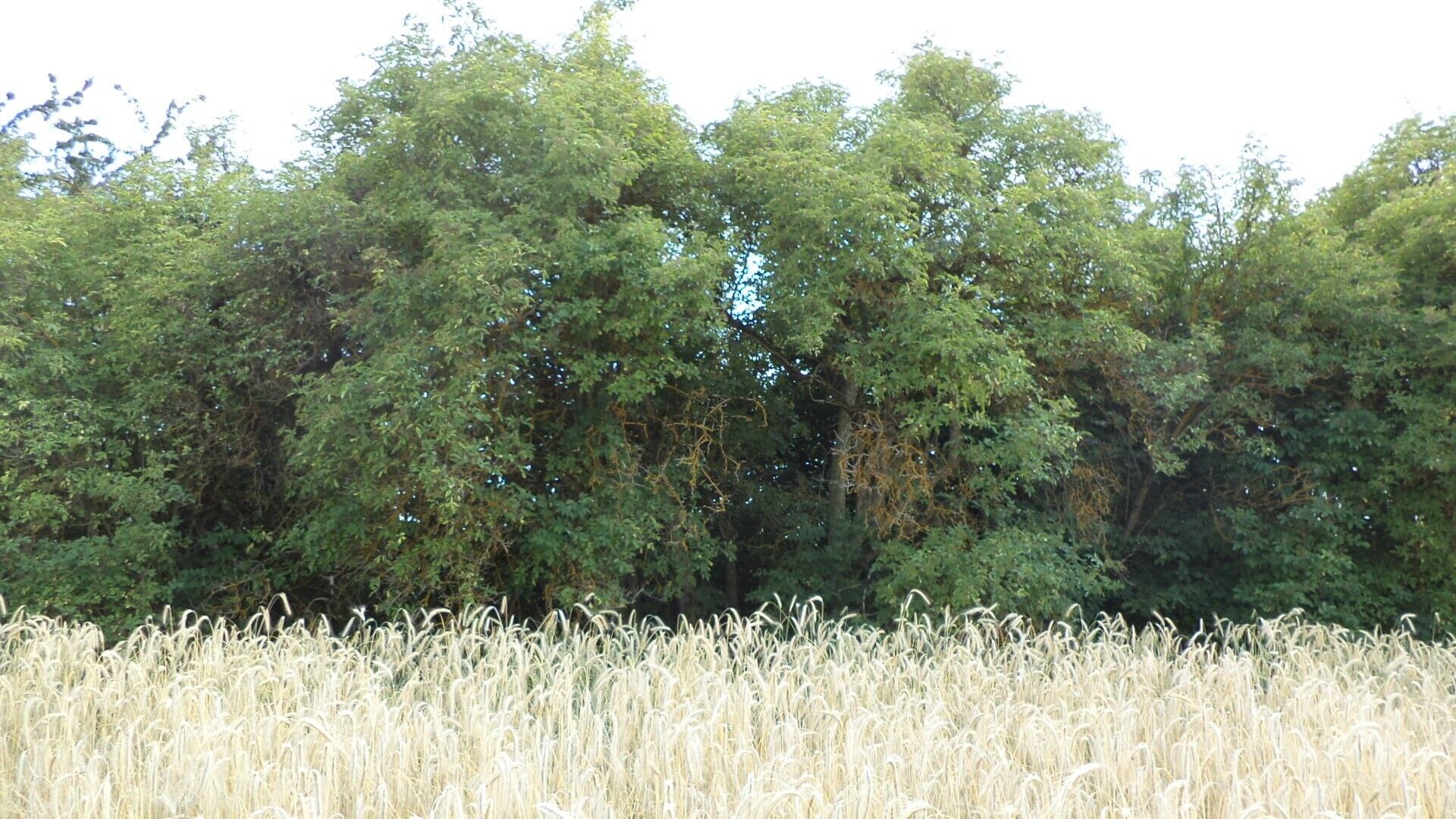 Zemědělský pozemek · 27 085 m² · Tachov - 3