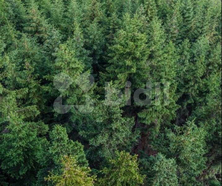 Lesy, Klášterec nad Orlicí, 951 m²