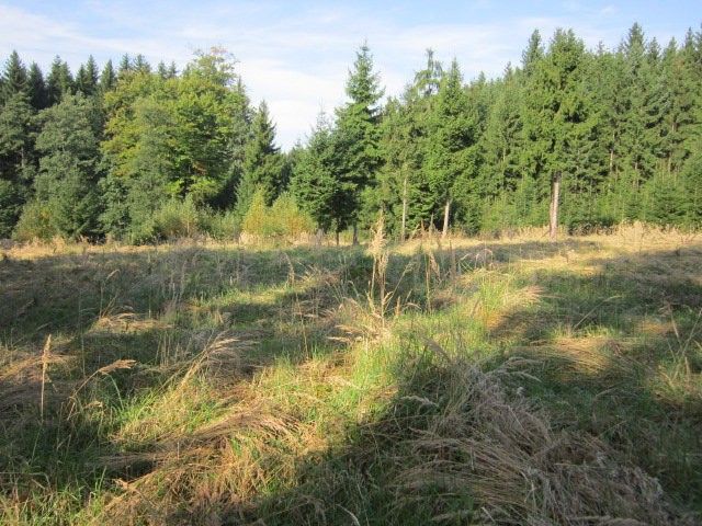 Prodej les - Tříklasovice, Psárov
