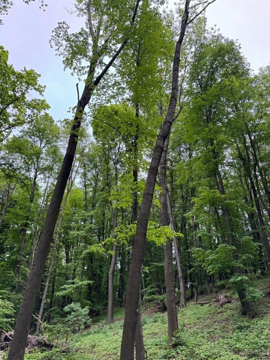 Prodej pozemek pro bydlení - Opava, 746 01