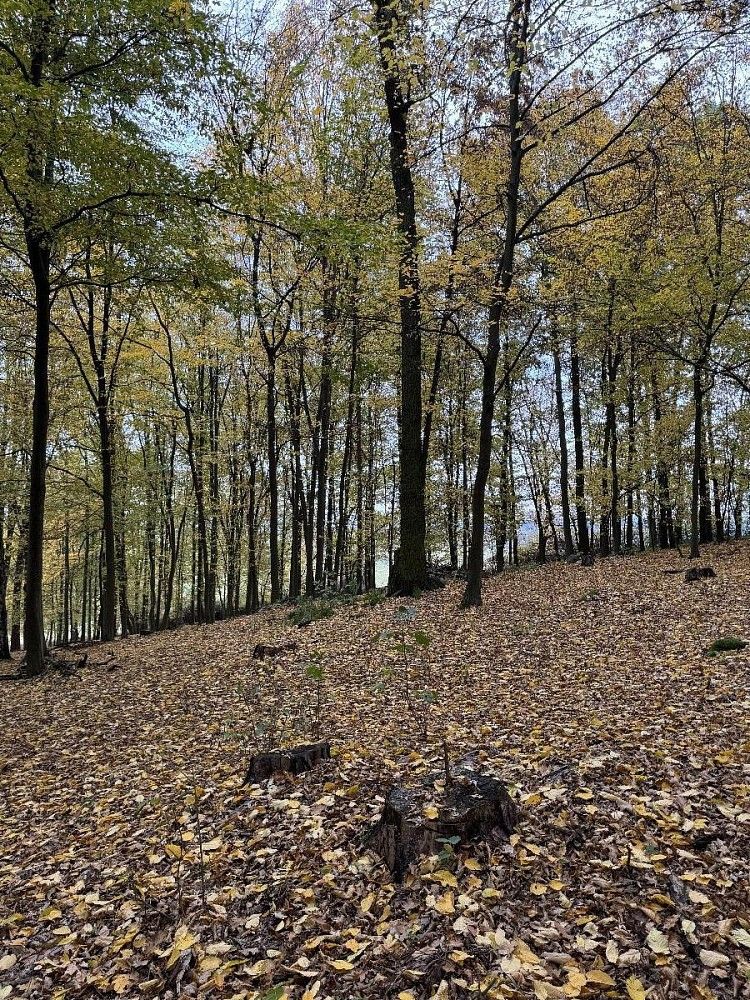 Les · Chleby - Podomí, okres Benešov, Středočeský kraj - 4
