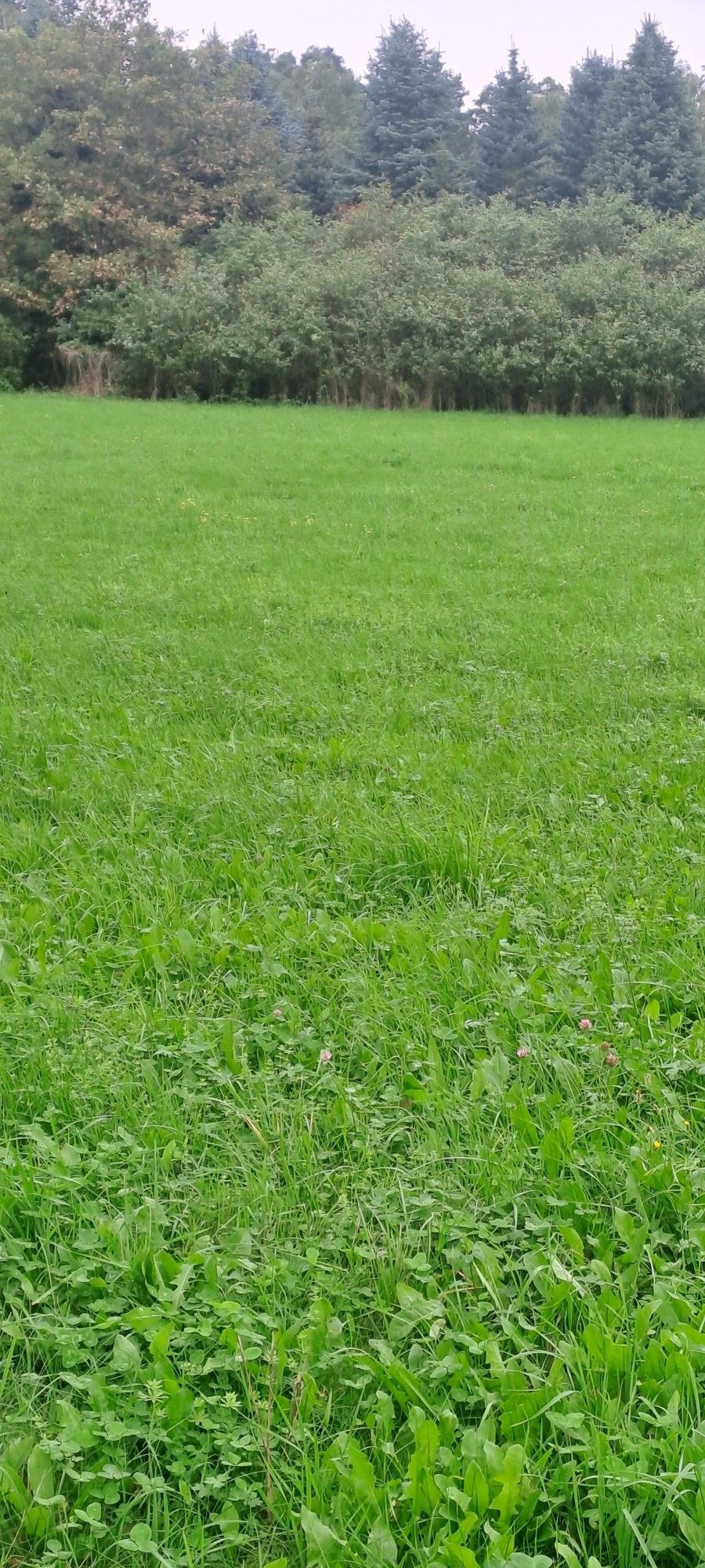 Prodej pozemek pro bydlení - Laziště, Králova Lhota