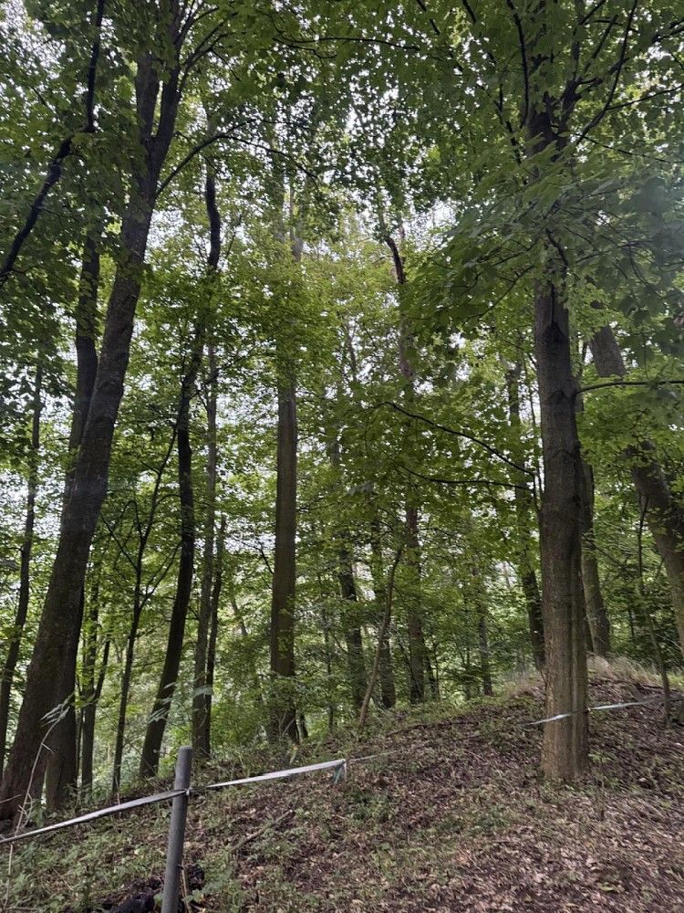 Les · Jílové - Kamenná, okres Děčín - 3