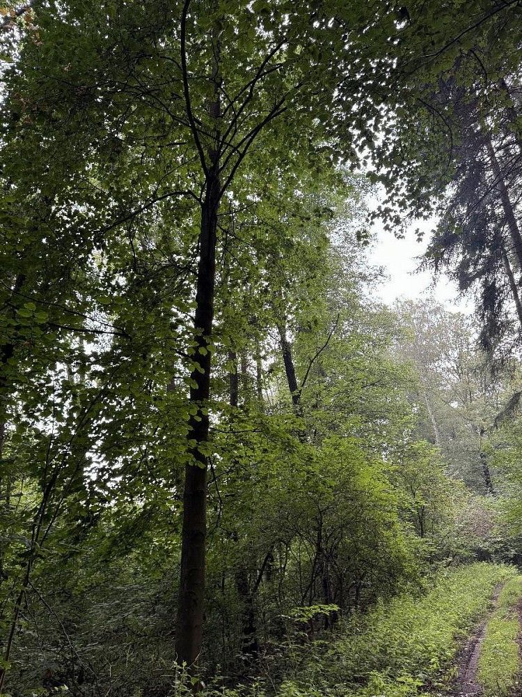Pozemek · Blíževedly - Nýřany, okres Česká Lípa, Liberecký kraj - 4