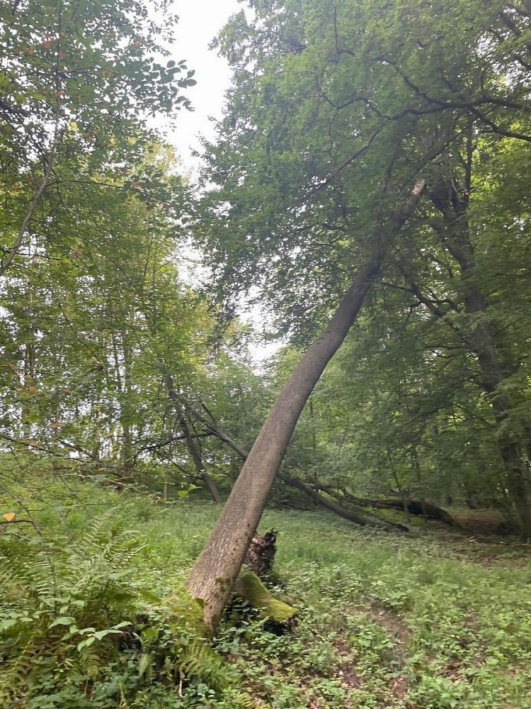 Les · Vělopolí - Horní Bříza - 4