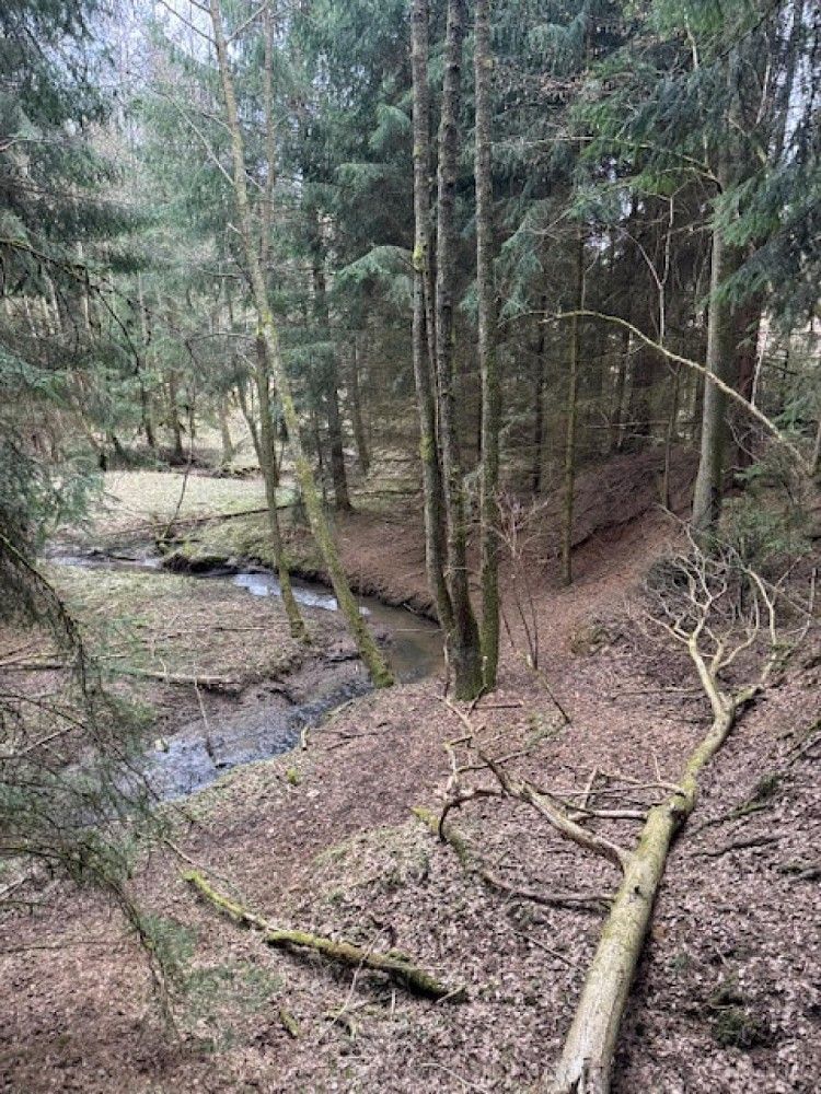 Les · Mrákov - Růžová, okres Domažlice, Plzeňský kraj - 4