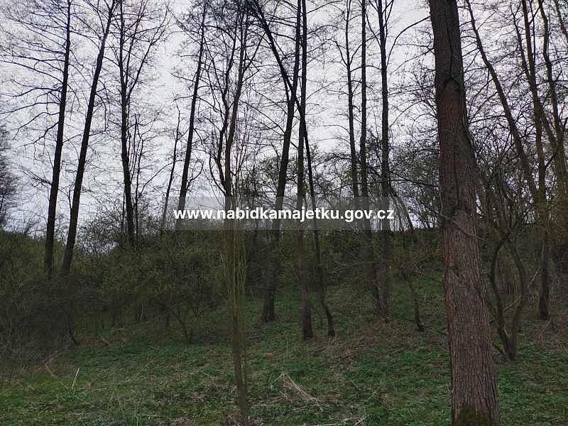 Lesy, Dolní Studénky, okres Šumperk - 2