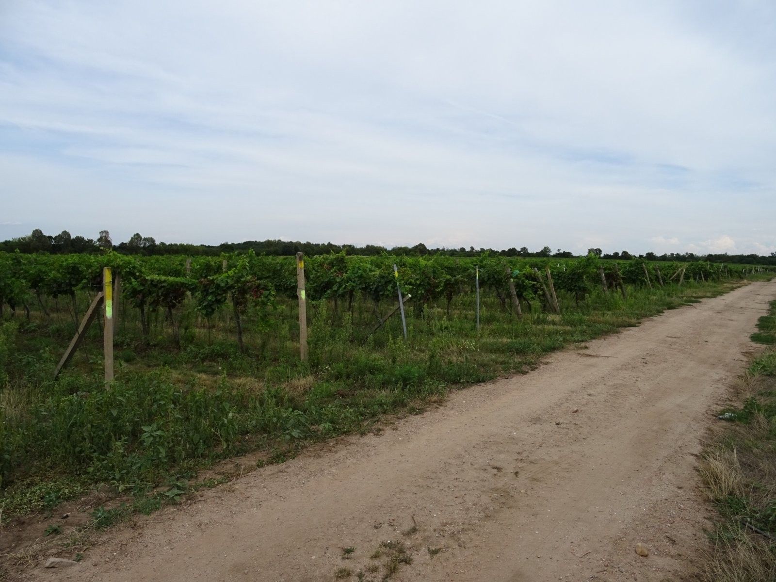Pozemek · 7 741 m² · Hlohovec - 3