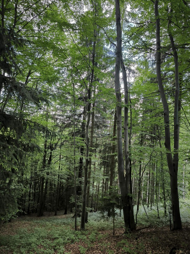 Prodej les - Nový Hrozenkov - Velešovice - 5