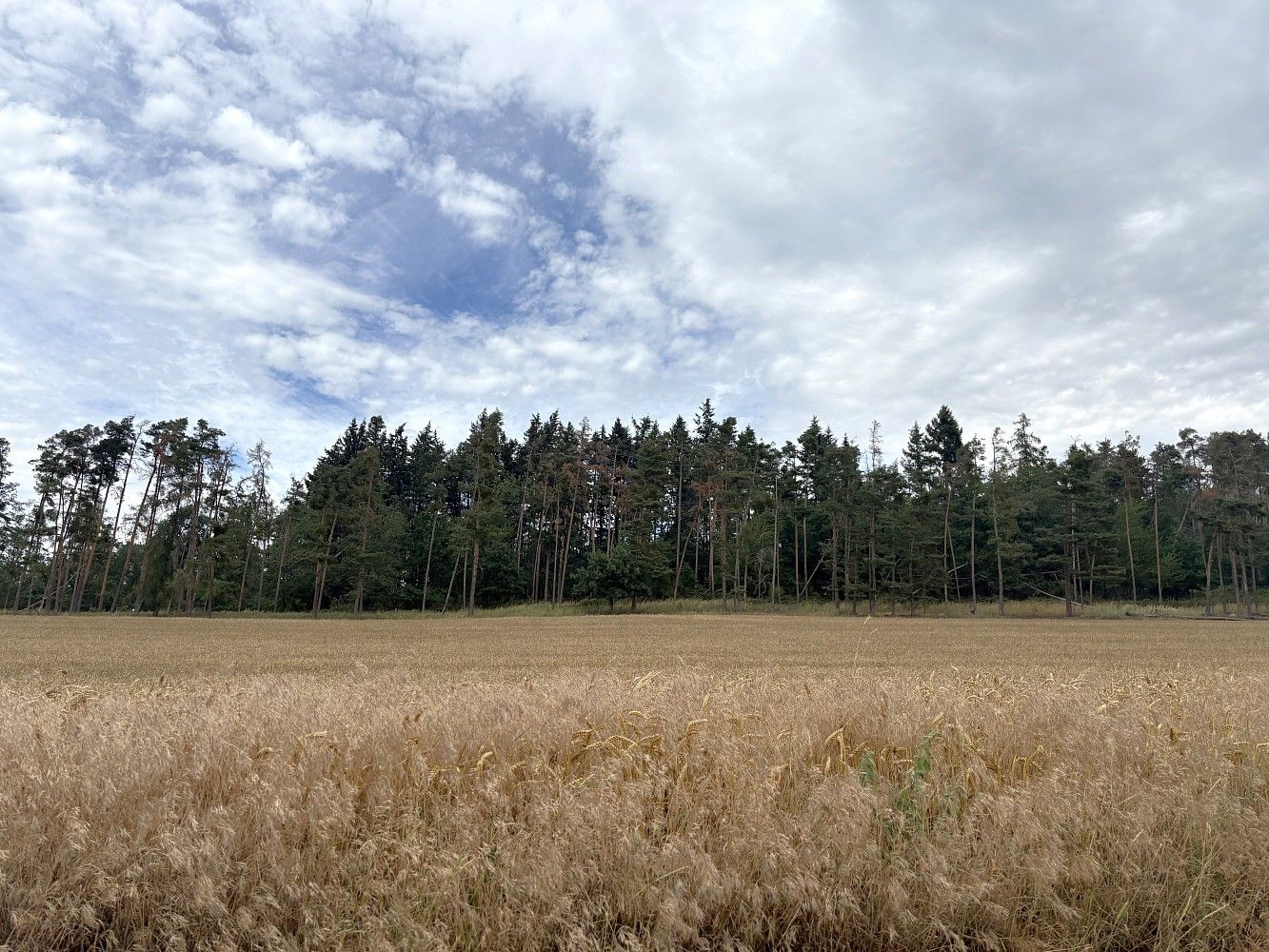 Les, 27 968 m²