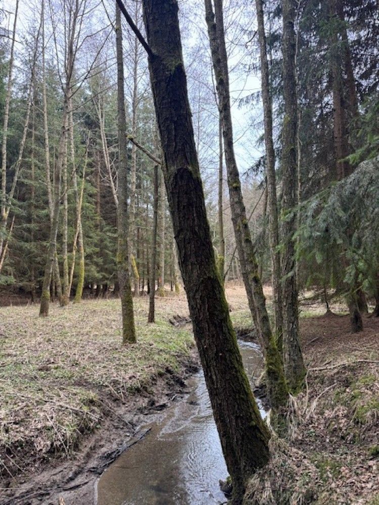 Prodej les - Mrákov - Růžová, okres Domažlice, Plzeňský kraj - 5