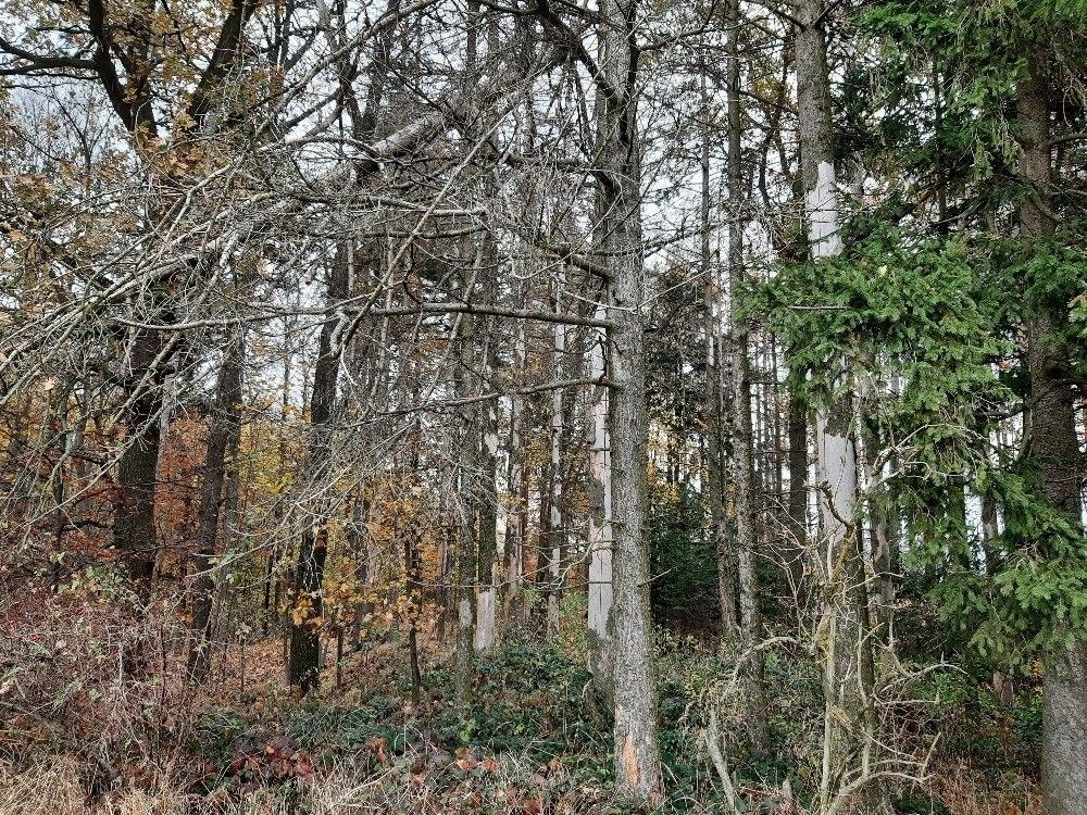 Prodej les - Seč, 5 701 m²