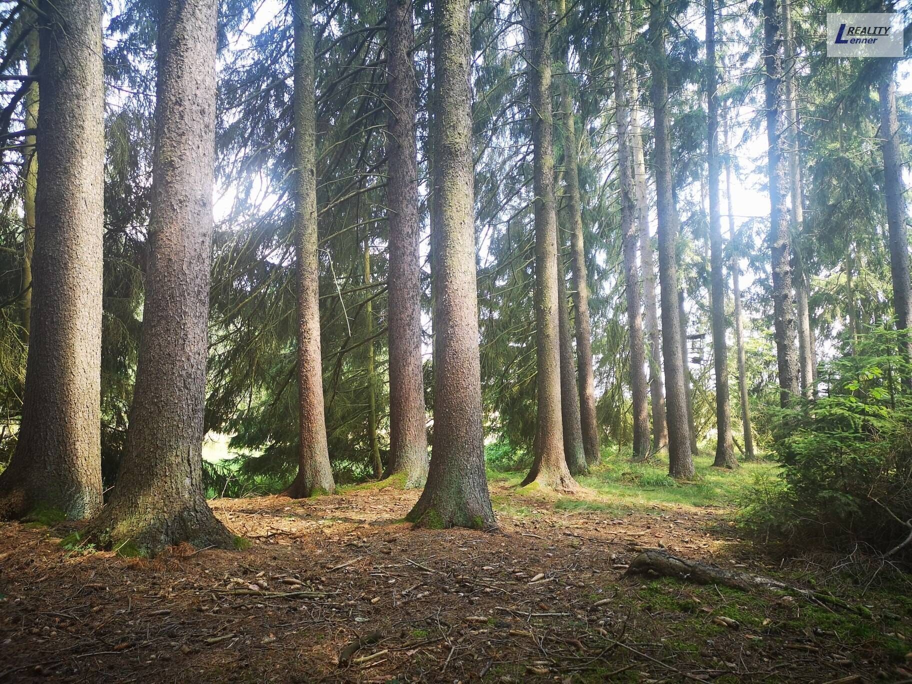 Prodej les - Nečín, 59 m²