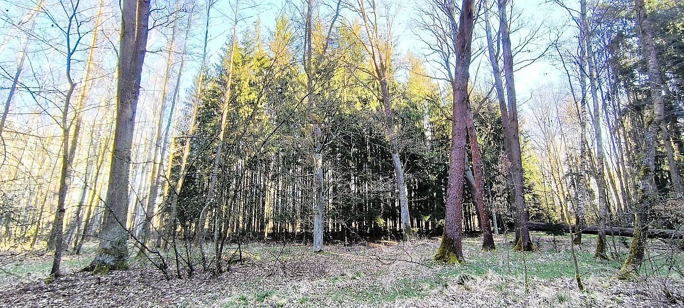 Les · Františkovy Lázně, okres Cheb, Karlovarský kraj - 3