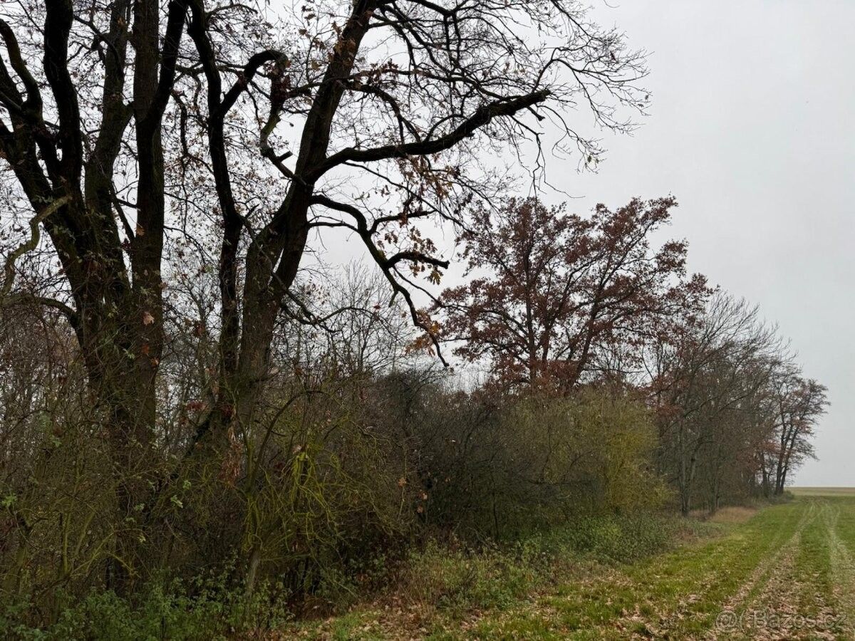 Pozemky pro bydlení, Skalsko, 294 26