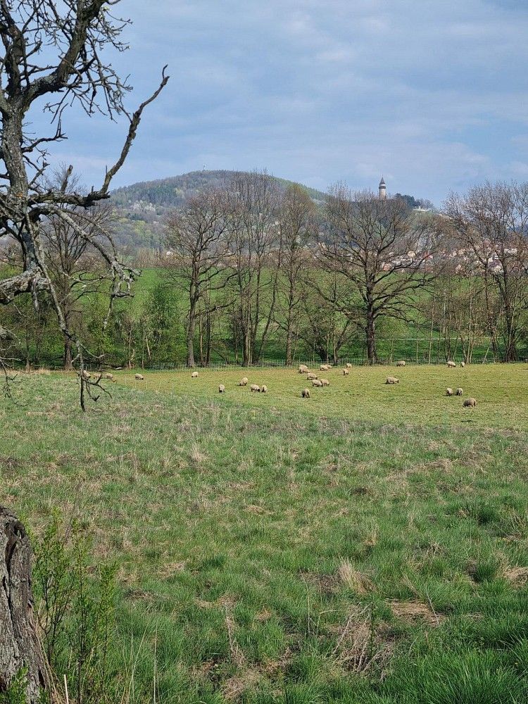 Pronájem zemědělský pozemek - Štramberk, okres Nový Jičín, Moravskoslezský kraj - 2