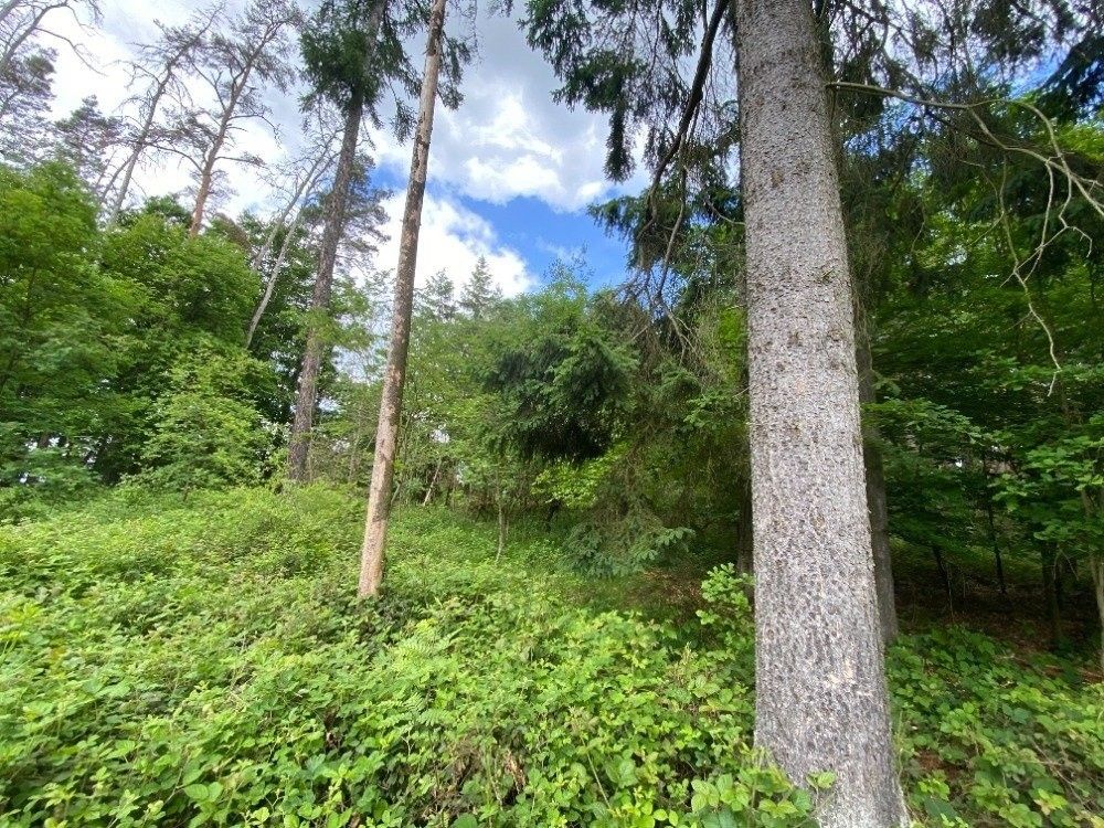 Prodej les - Blížejov