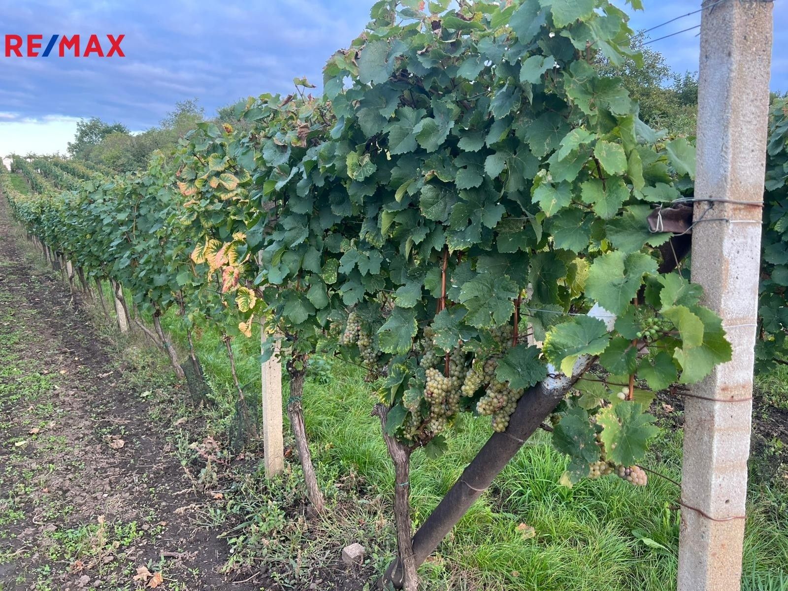 Prodej pozemek - Dolní Dunajovice, 3 m²