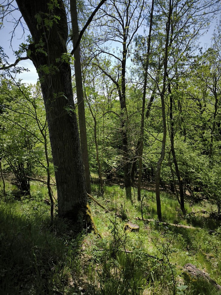 Les · Lesnice - Drnovice - 4