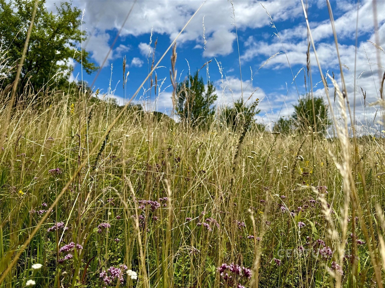 Prodej pozemek pro bydlení - Přerov nad Labem - 5