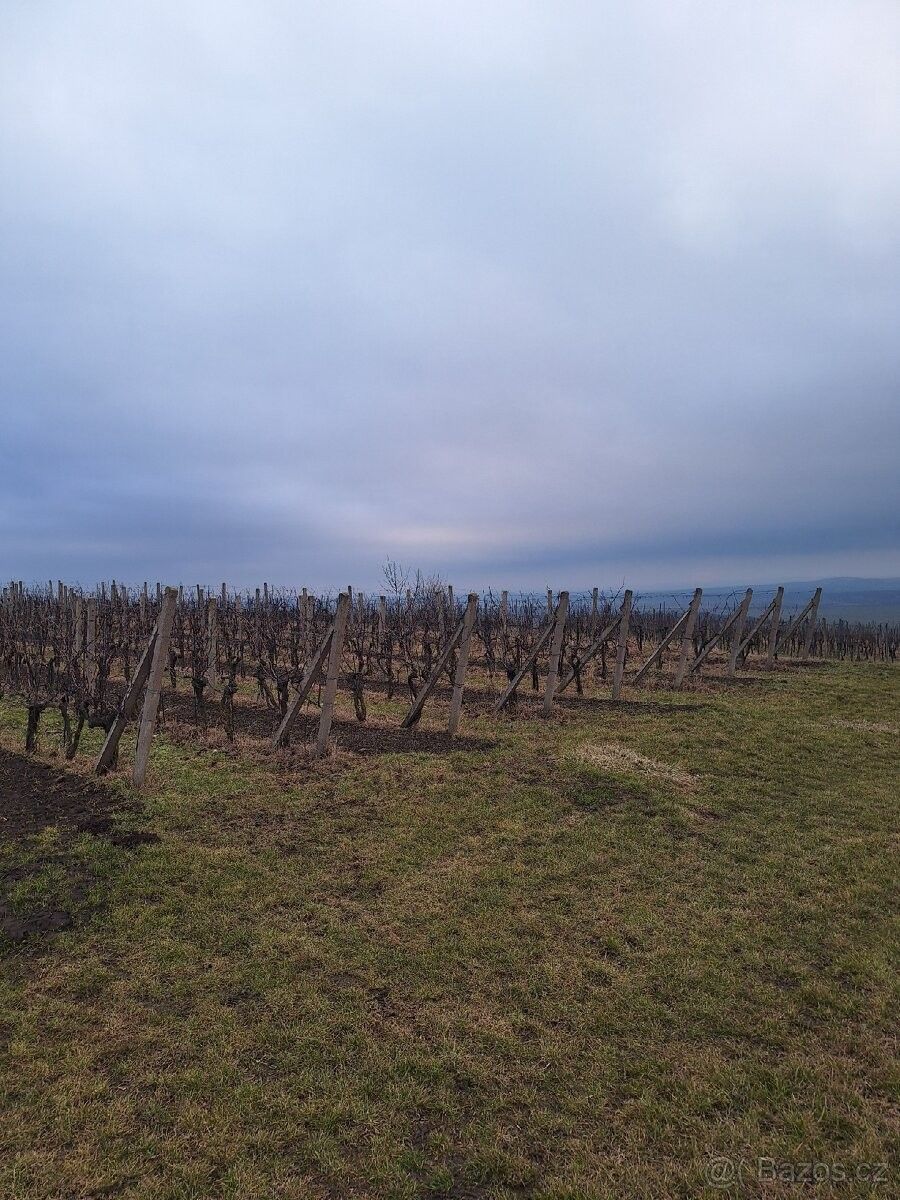 Pozemky pro bydlení, Bořetice u Hustopečí, 691 08