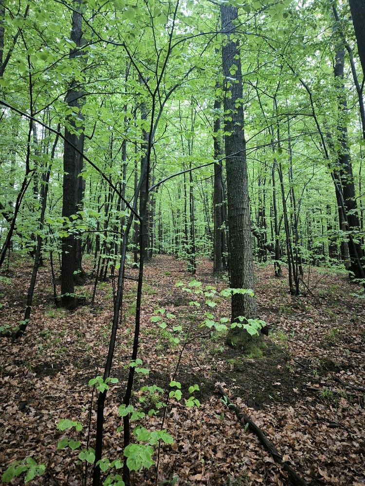Prodej les - Bernartice - 5