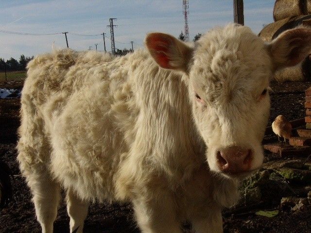 Prodej pozemek pro bydlení - Tachov, 347 01