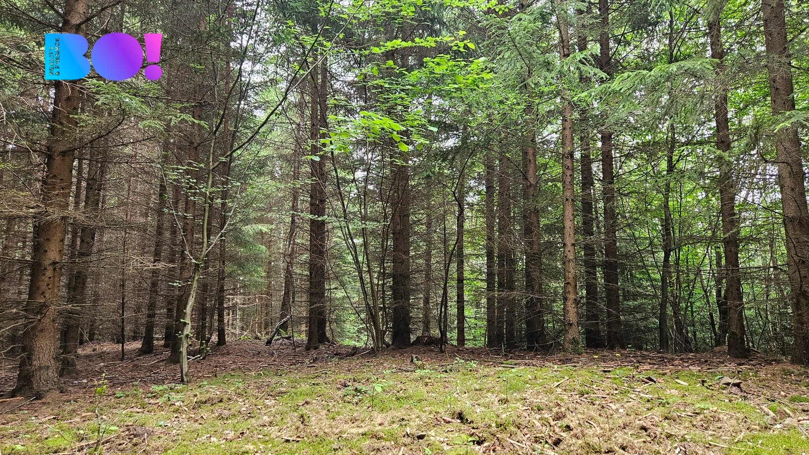 Les · 6 240 m² · Huslenky - 3
