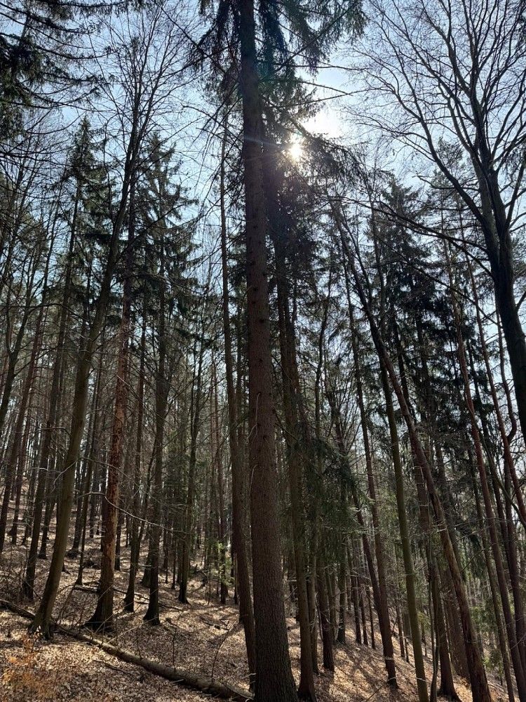Prodej les - Bohutín - Bučovice - 5
