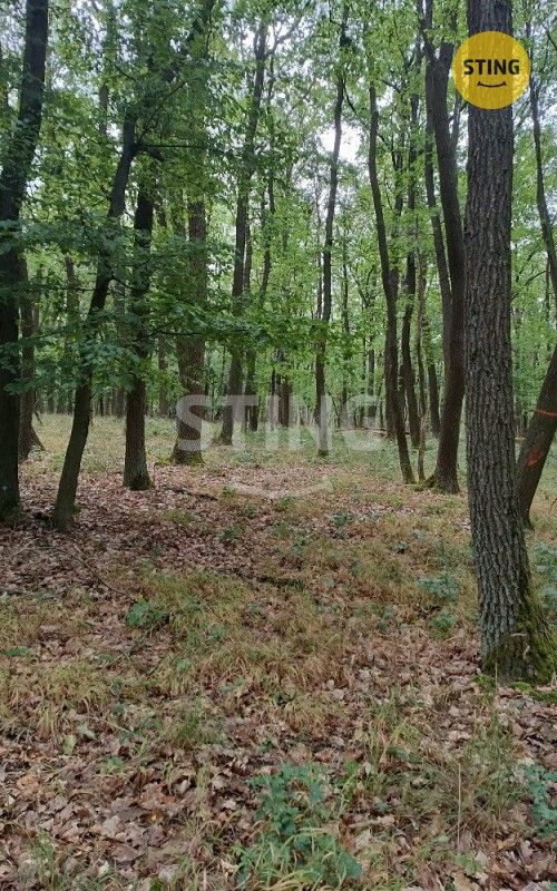 Lesy, Morkůvky, 2 723 m² - 2