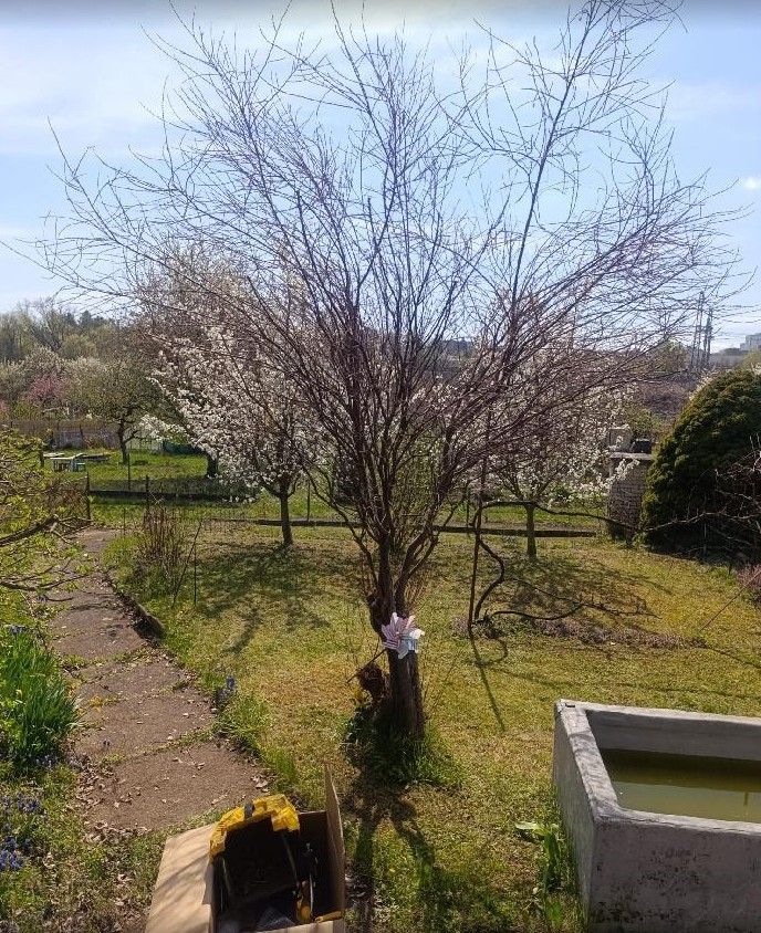 Pronájem zahrada - Praha, 100 00