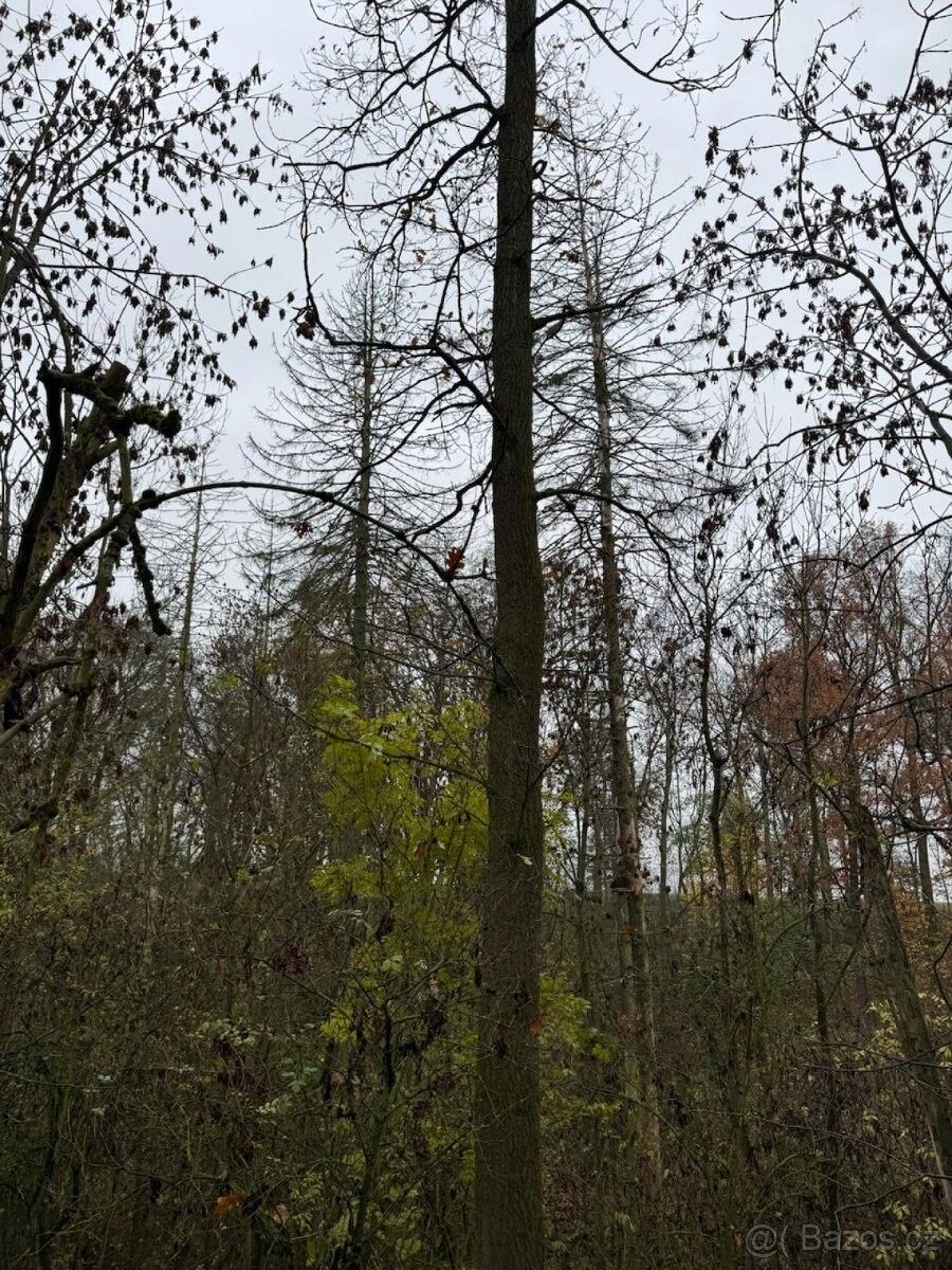 Prodej pozemek pro bydlení - Skalsko, 294 26