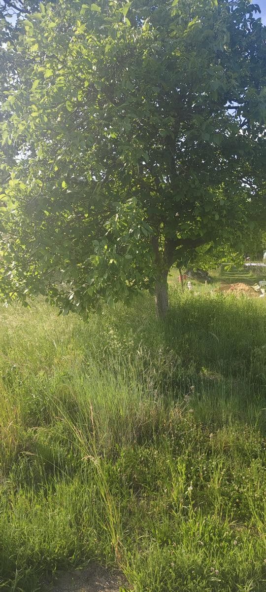 Pozemek pro bydlení · 2 431 m² · Viničné Šumice - 3