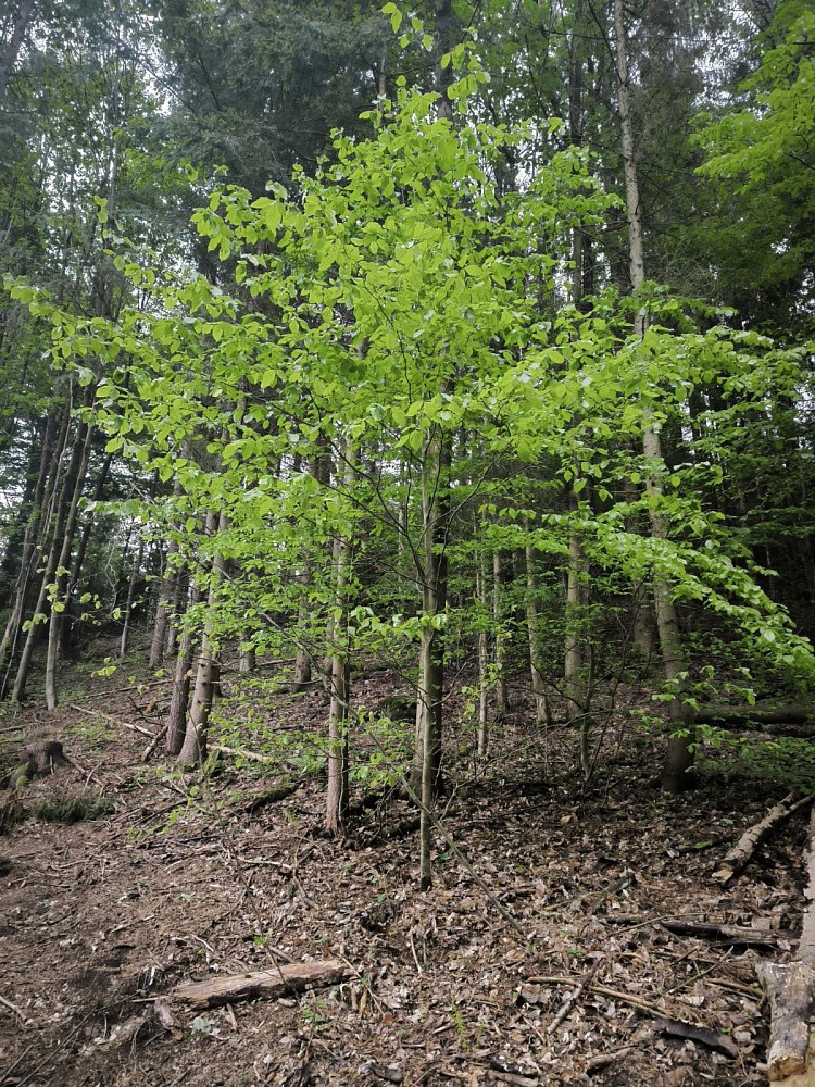 Les · Horní Studénky - Drnovice - 4