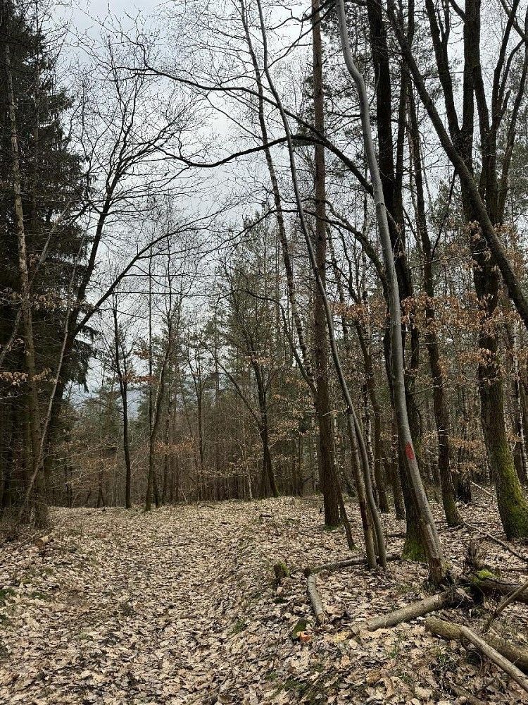 Lesy, Bučovice, okres Vyškov, Jihomoravský kraj