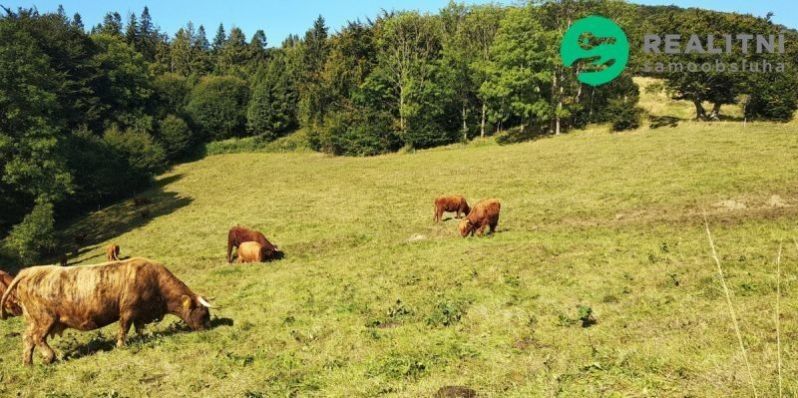 Prodej komerční pozemek - Košařiska, 4 998 m²