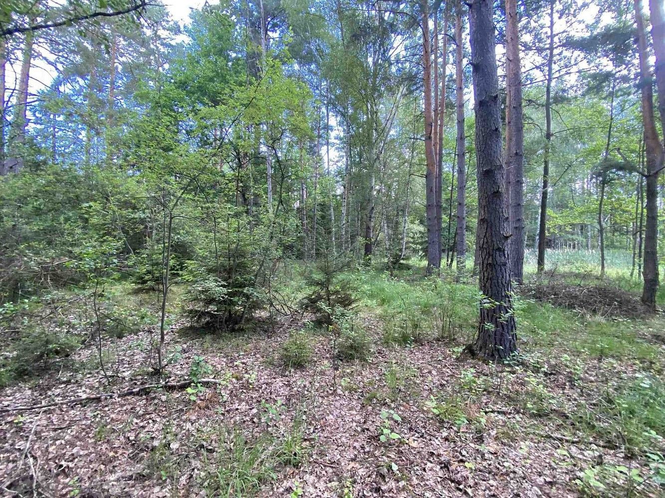 Louka · Trhové Sviny - Otěvěk, okres České Budějovice, Jihočeský kraj - 3