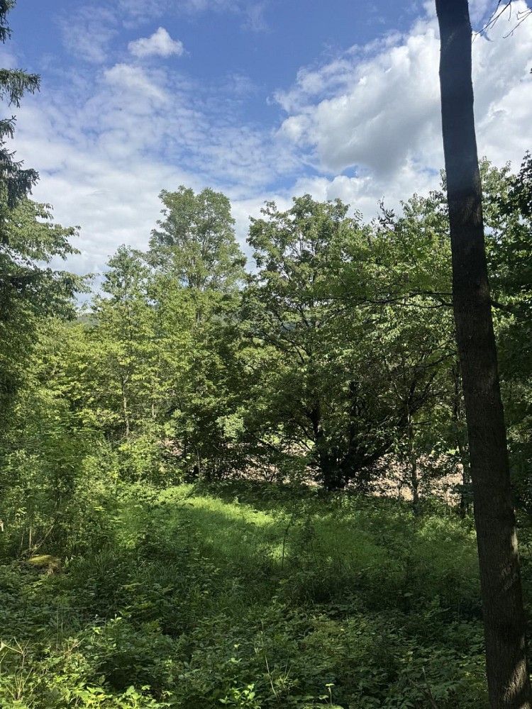 Prodej les - Dobříč - Čivice, okres Plzeň-sever, Plzeňský kraj - 5