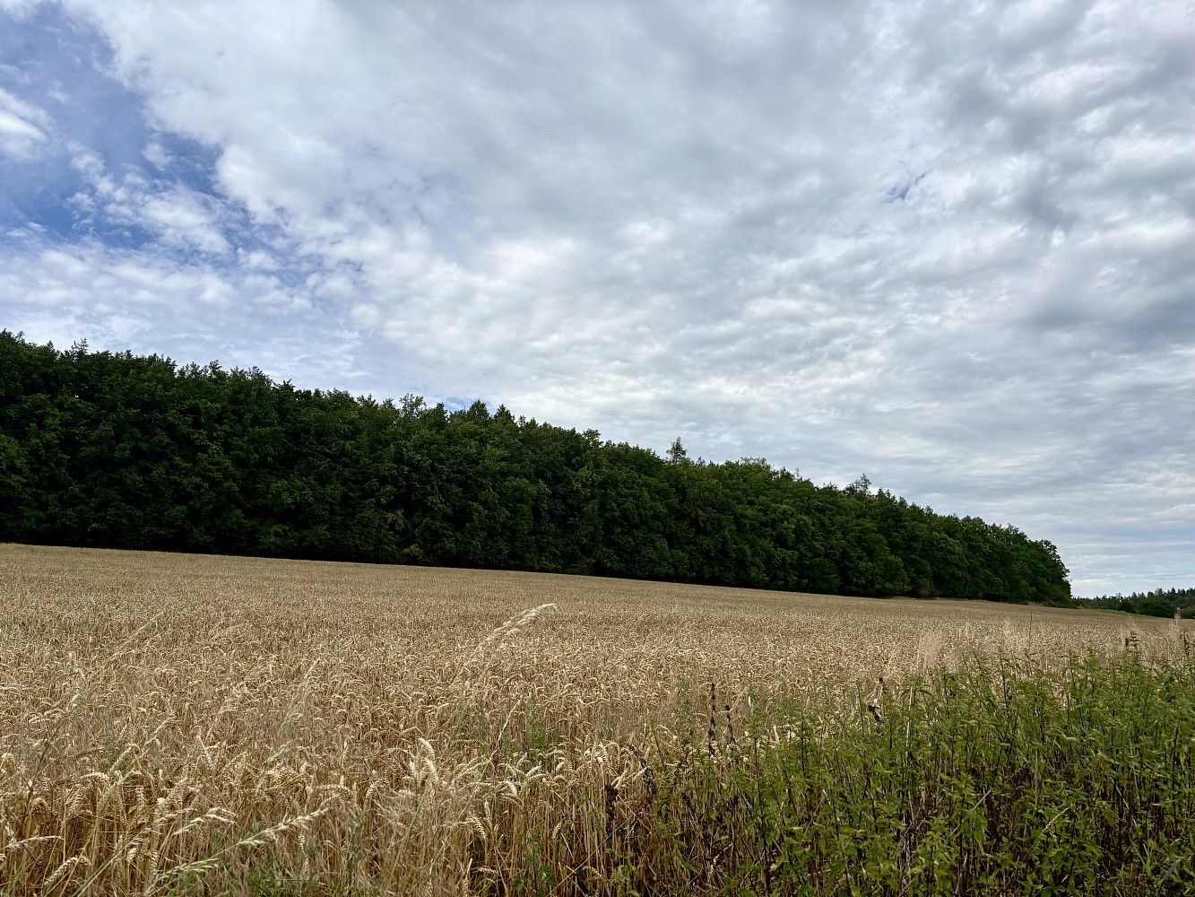 Prodej les - Rybníky, okres Příbram, Středočeský kraj - 5