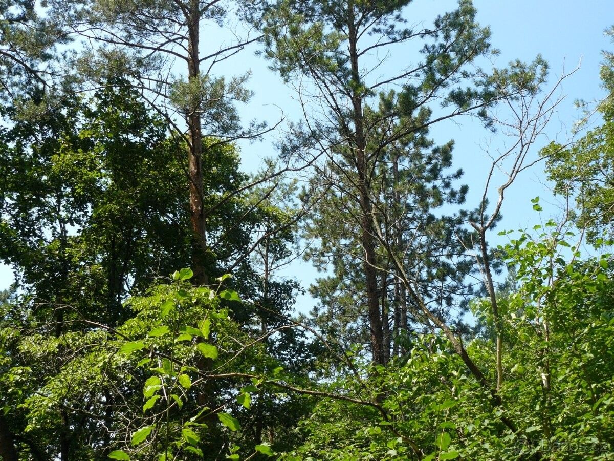 Prodej pozemek pro bydlení - Brumov-Bylnice, 763 31