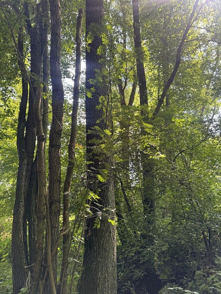 Lesy, Dobříč - Čivice, okres Plzeň-sever, Plzeňský kraj - 1